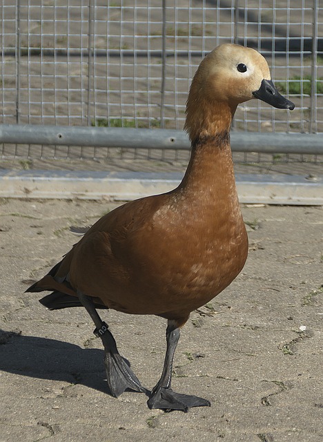 应对策略